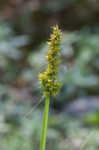 Awlfruit sedge